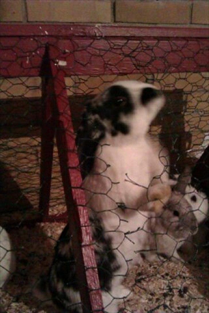 Kanin Stjernen´s lille!<3 - Baby lille <3 billede 7