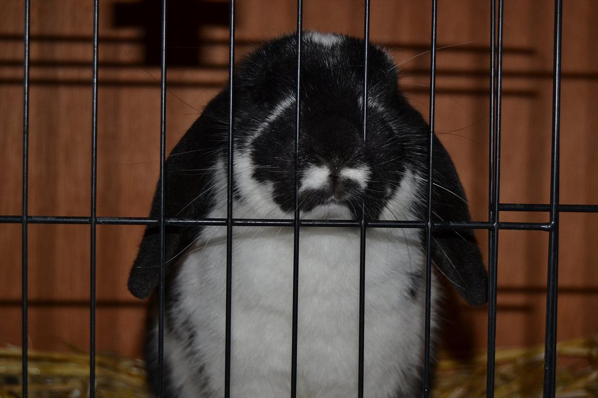 Kanin Auroras Diva - Har lige fået mit nye Nikon D3100 her til aften, så skulle lige afprøves på smukke diva <3 (d. 25-11-2011.) billede 15