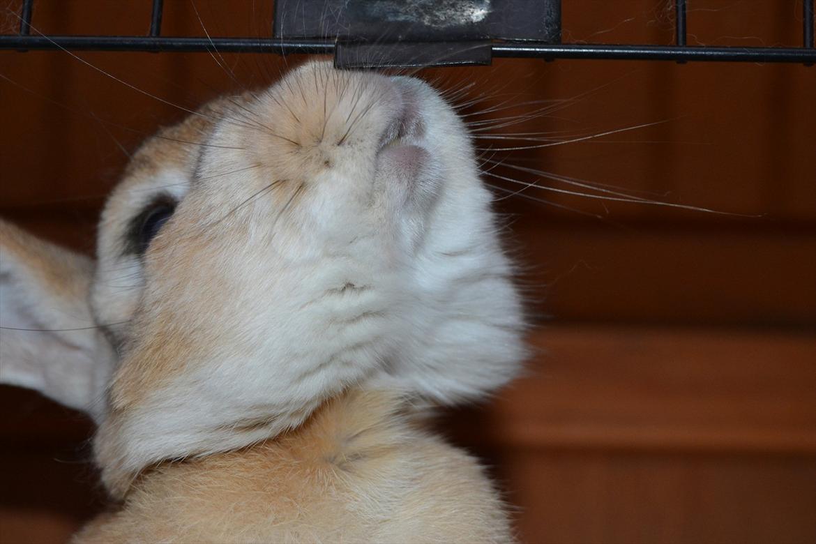 Kanin Bambie - Låsen dufter godt :-D billede 4