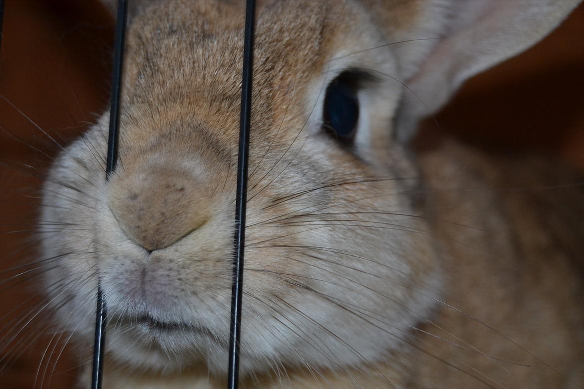 Kanin Bambie - "Snak med mig!" billede 5