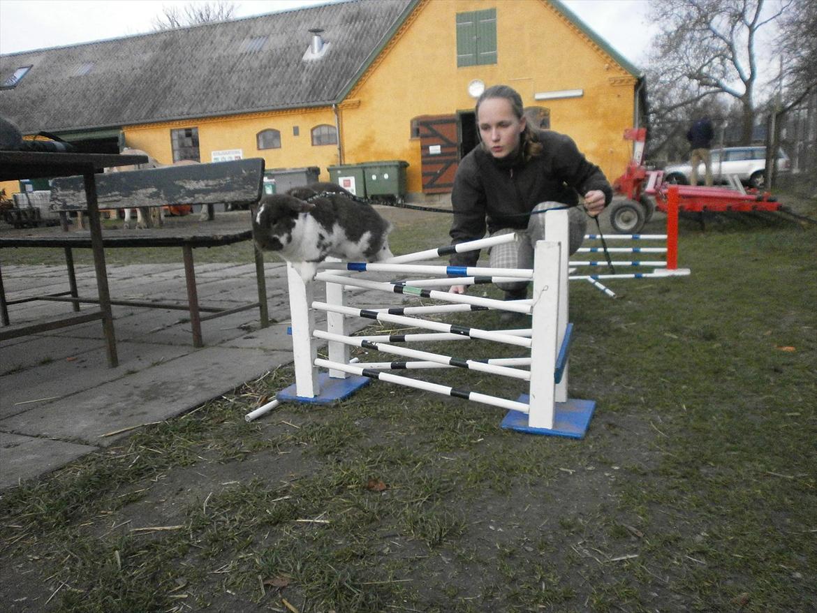 Kanin Tillas Zeus - Dygtige Zeus ;b billede 15