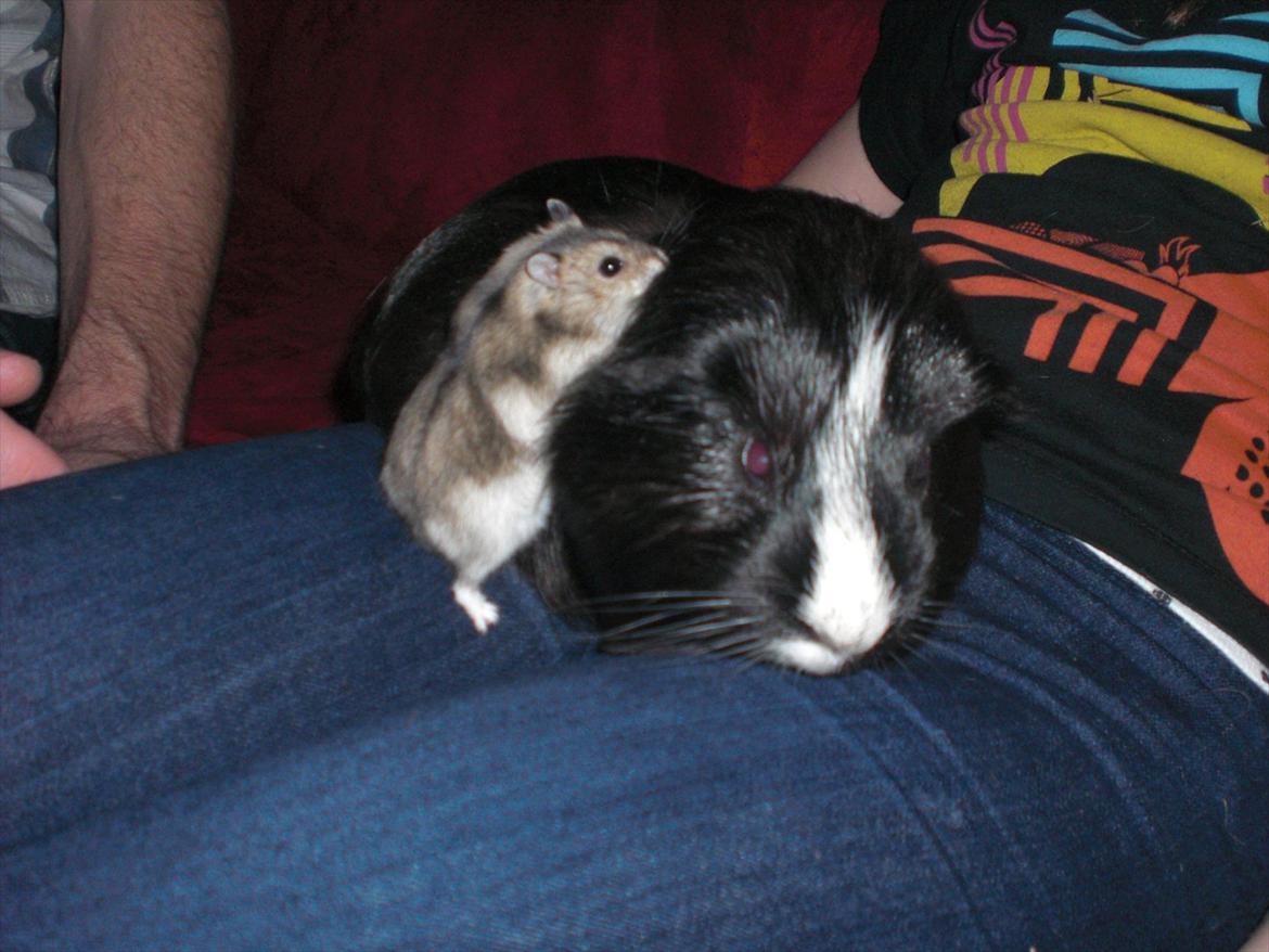 Dværghamster Milo (Tykkemusen) R.I.P - Bedste venner :) billede 17