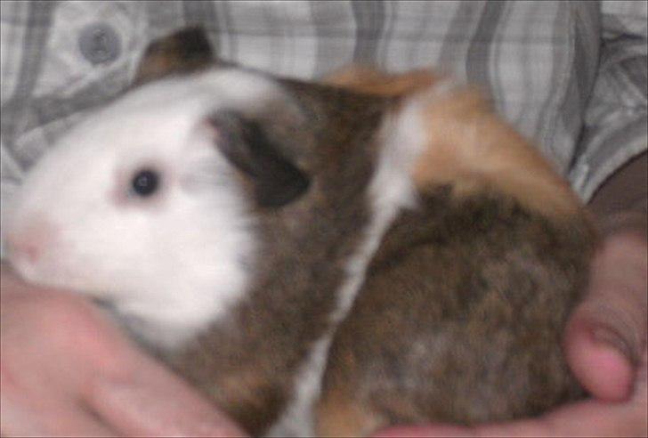 Marsvin Felix billede 1