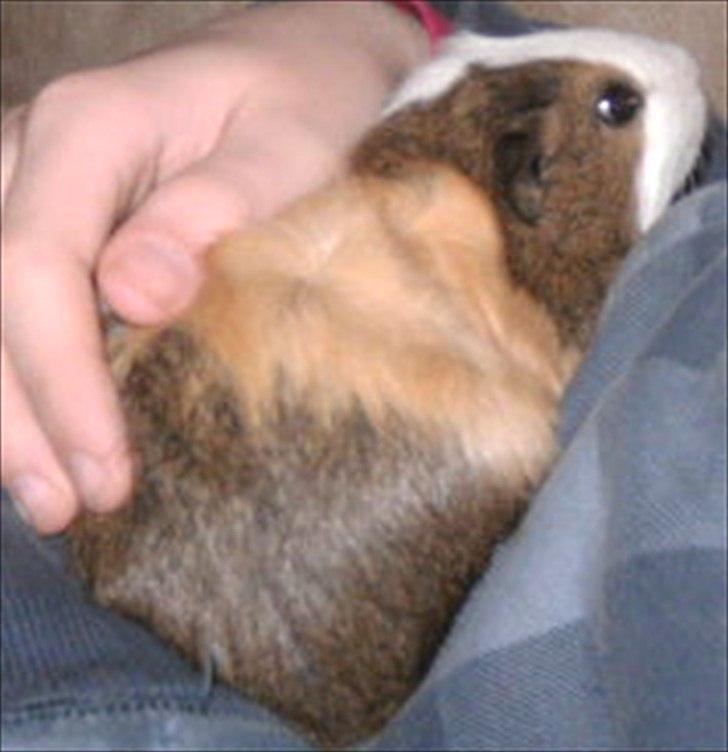 Marsvin Felix billede 2