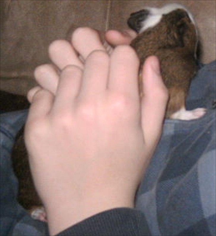 Marsvin Felix billede 3