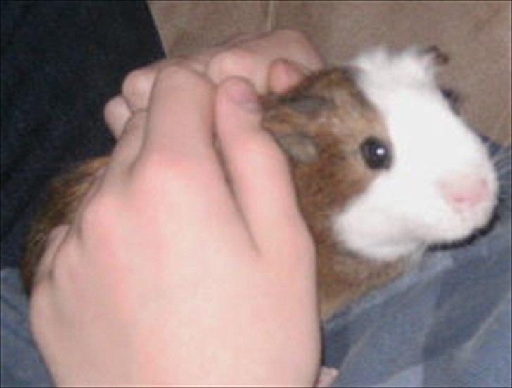 Marsvin Felix billede 4