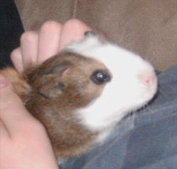 Marsvin Felix billede 5