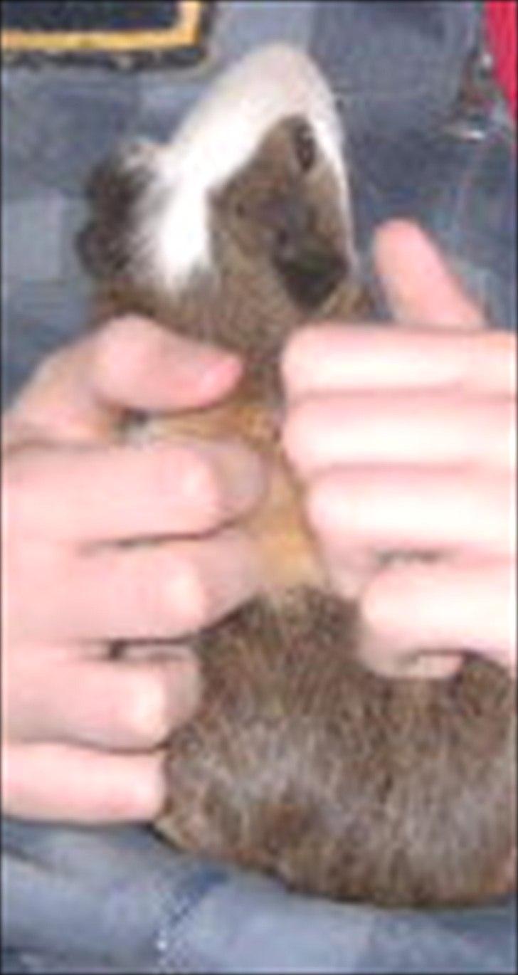 Marsvin Felix billede 6