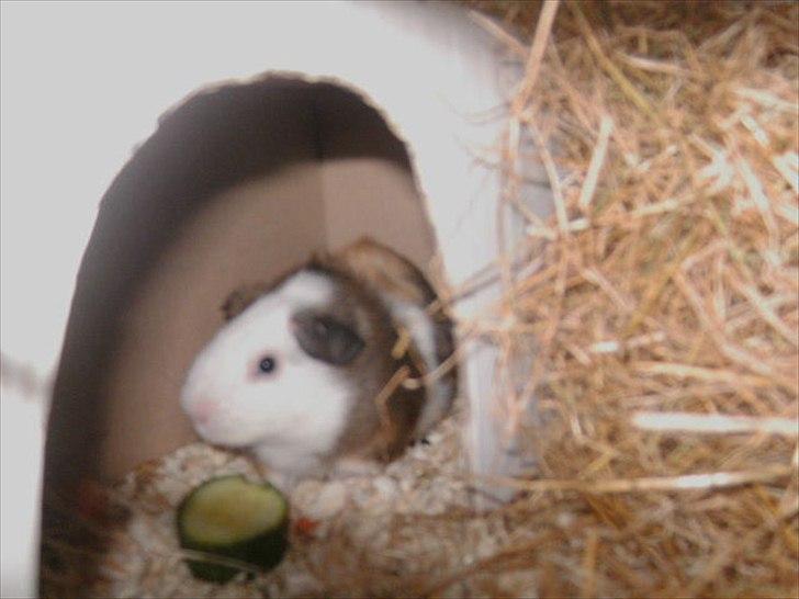 Marsvin Felix billede 7