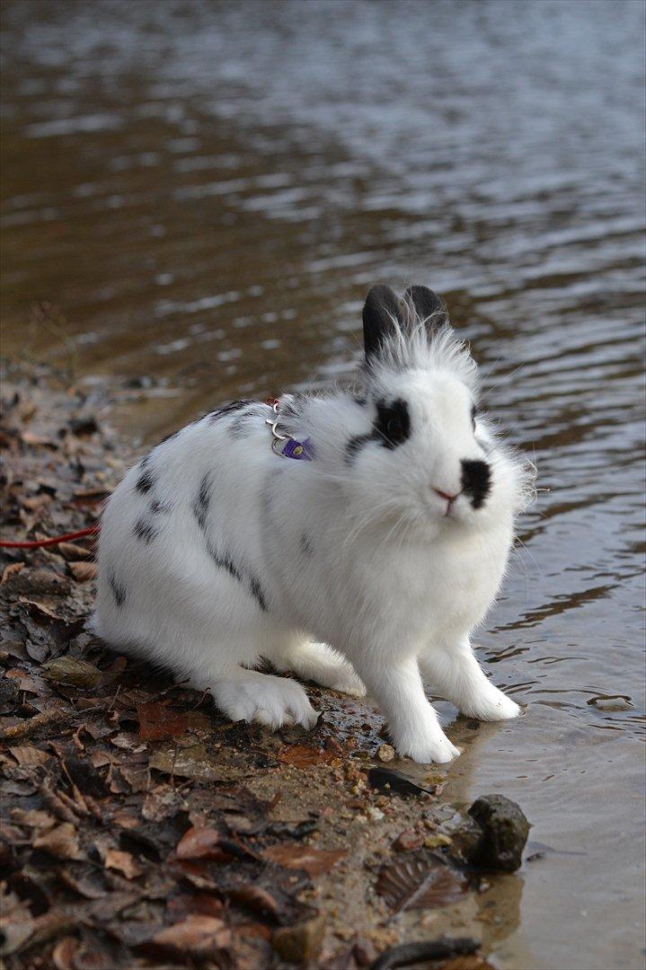 Kanin Jokers Malibue billede 12