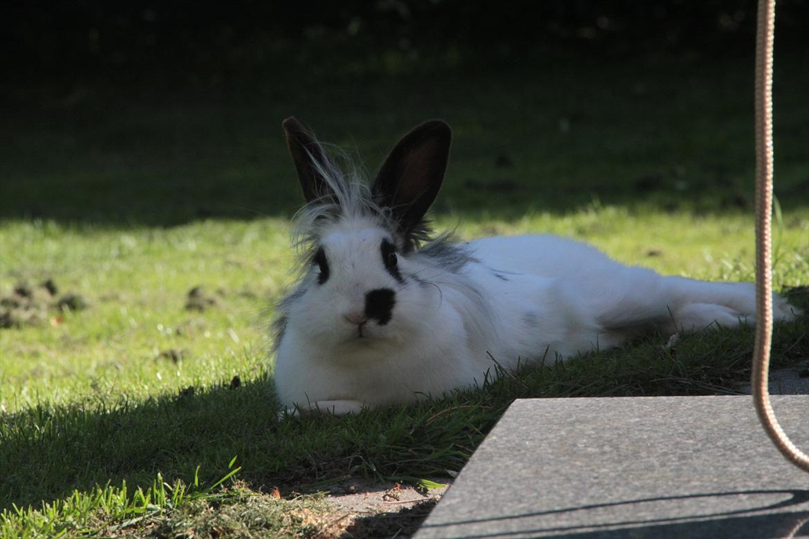 Kanin Jokers Malibue billede 16