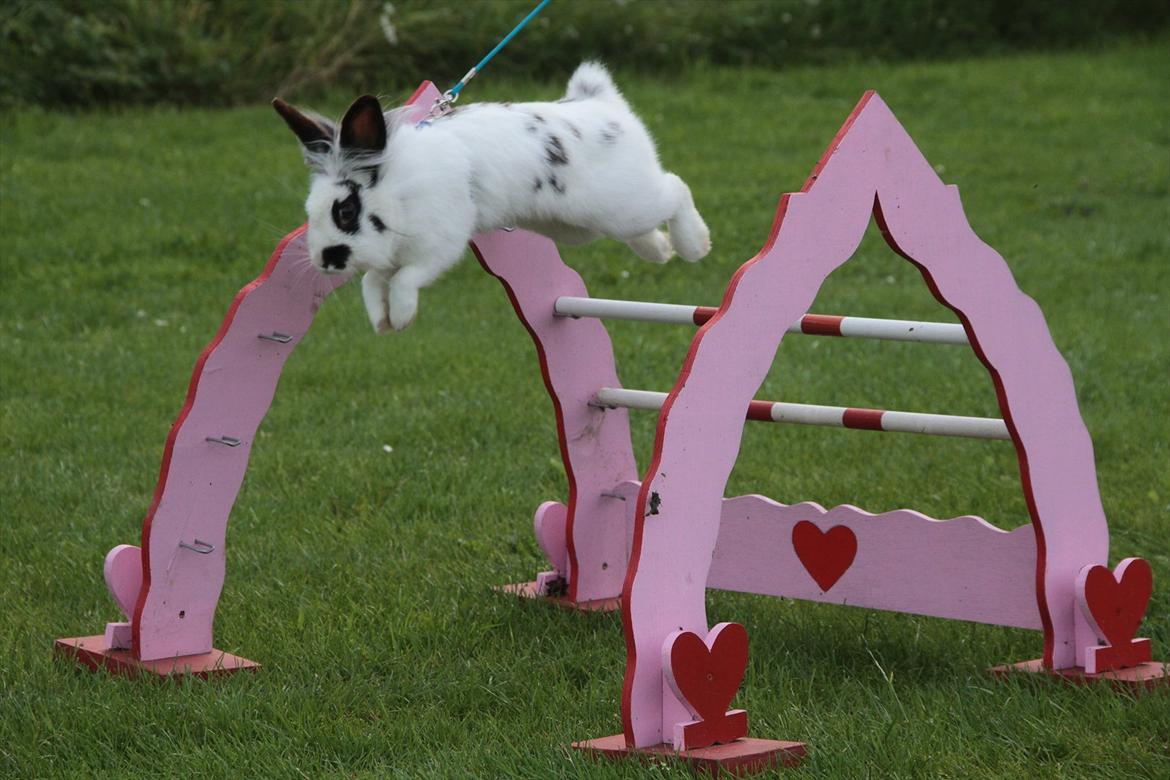 Kanin Jokers Malibue billede 17