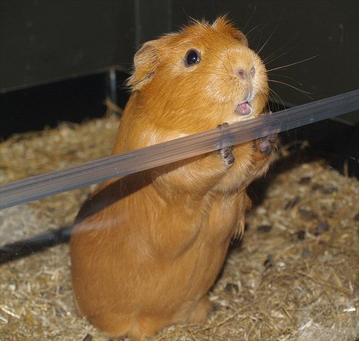 Marsvin Didi billede 18