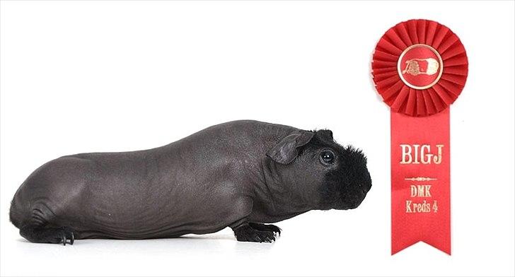 Marsvin Osanne von der Kuschelweise - Osanne BIG , Ålborg november 2011 billede 1