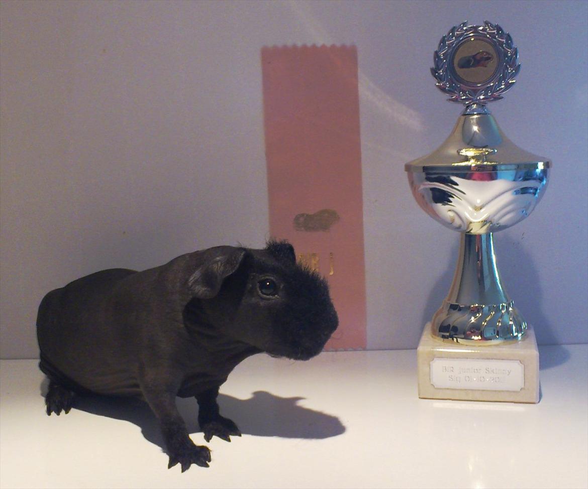 Marsvin Osanne von der Kuschelweise billede 2