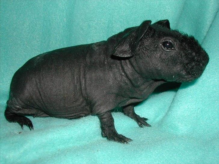 Marsvin Osanne von der Kuschelweise - Osanne  billede 3