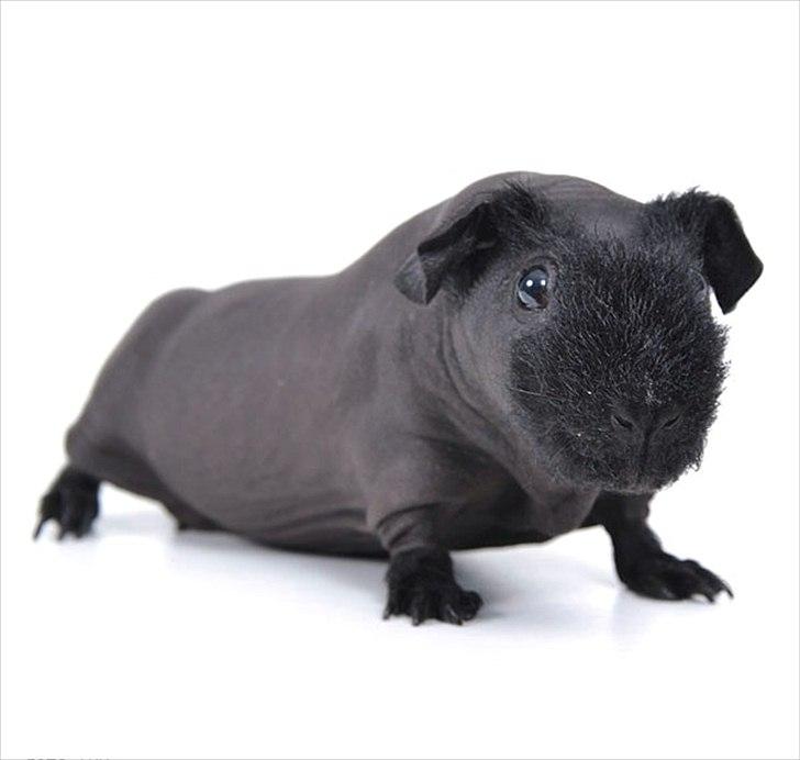 Marsvin Osanne von der Kuschelweise billede 4