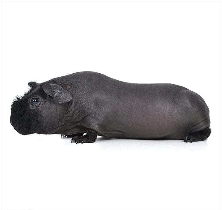 Marsvin Osanne von der Kuschelweise - Osanne november 2011 billede 5