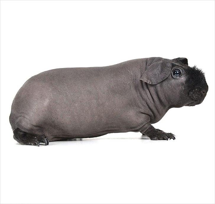 Marsvin Pivi Kvik Fita billede 1