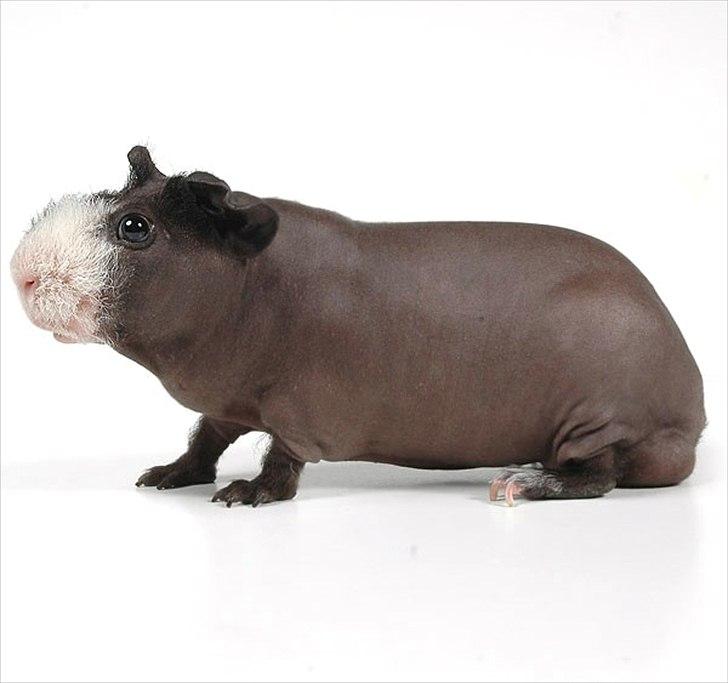 Marsvin DKCH SCH Rufus billede 1