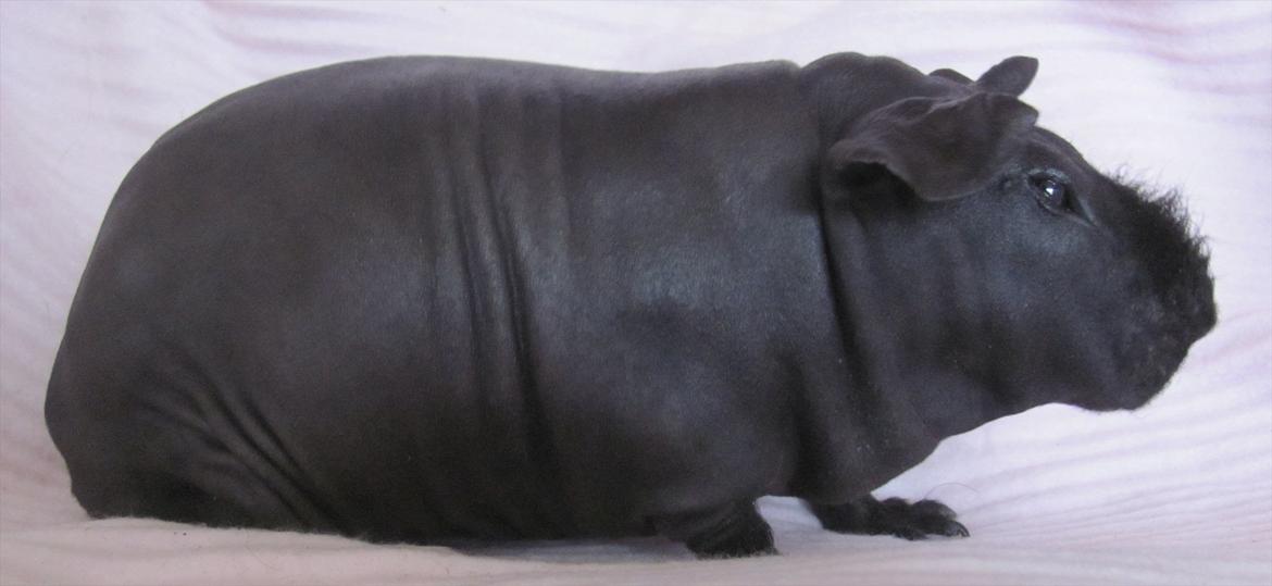 Marsvin Ariel billede 1