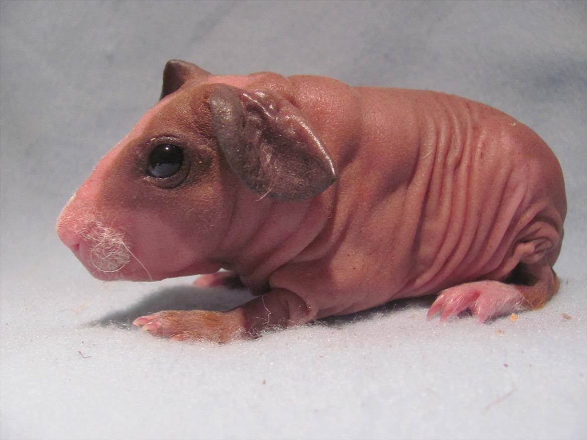 Marsvin Mamuts Hope of Life billede 1