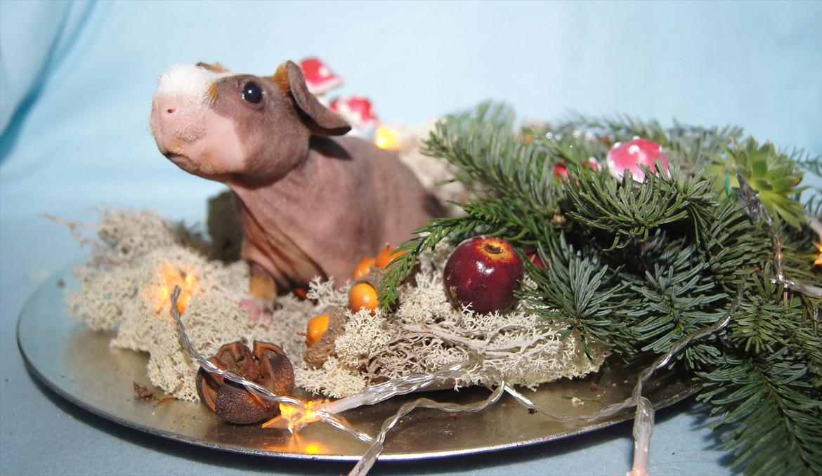 Marsvin Mamuts Hope of Life billede 5