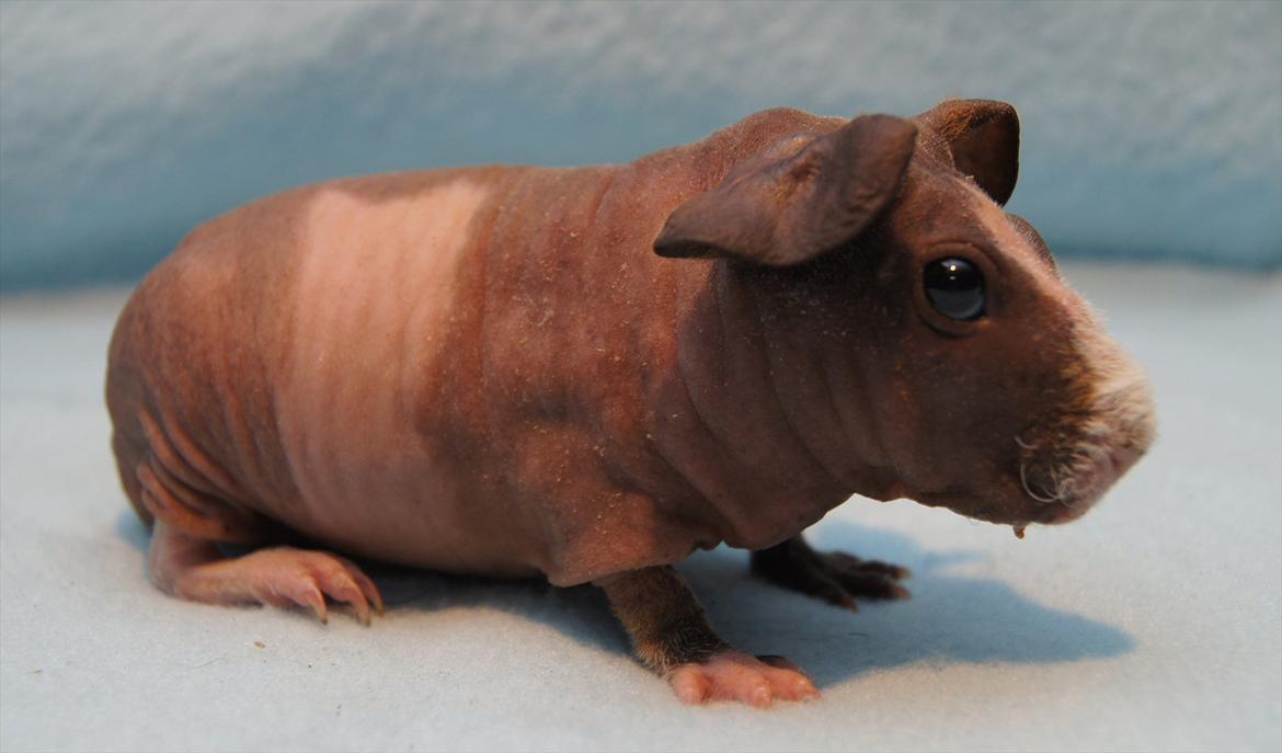 Marsvin Mamuts Hope of Life billede 2