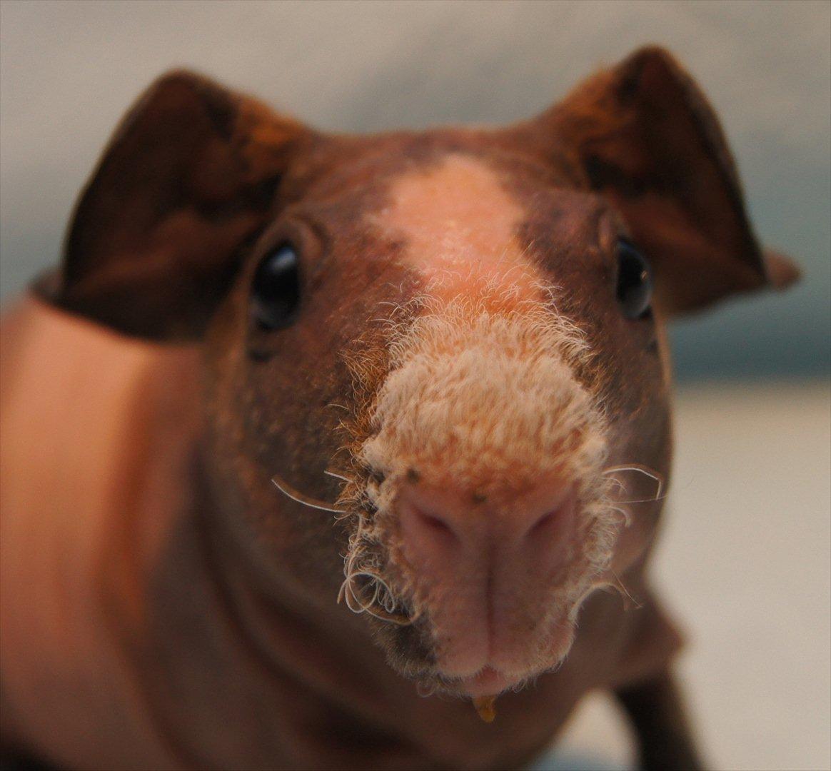 Marsvin Mamuts Hope of Life billede 3