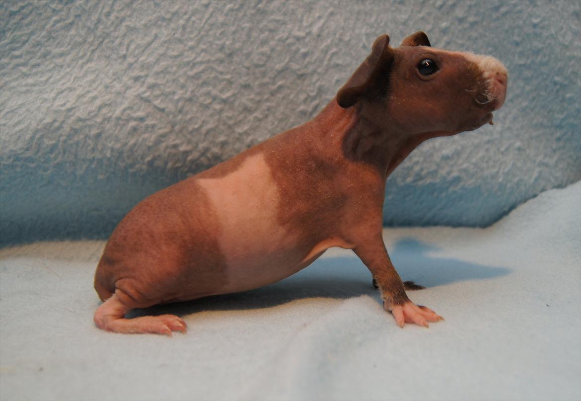 Marsvin Mamuts Hope of Life billede 4