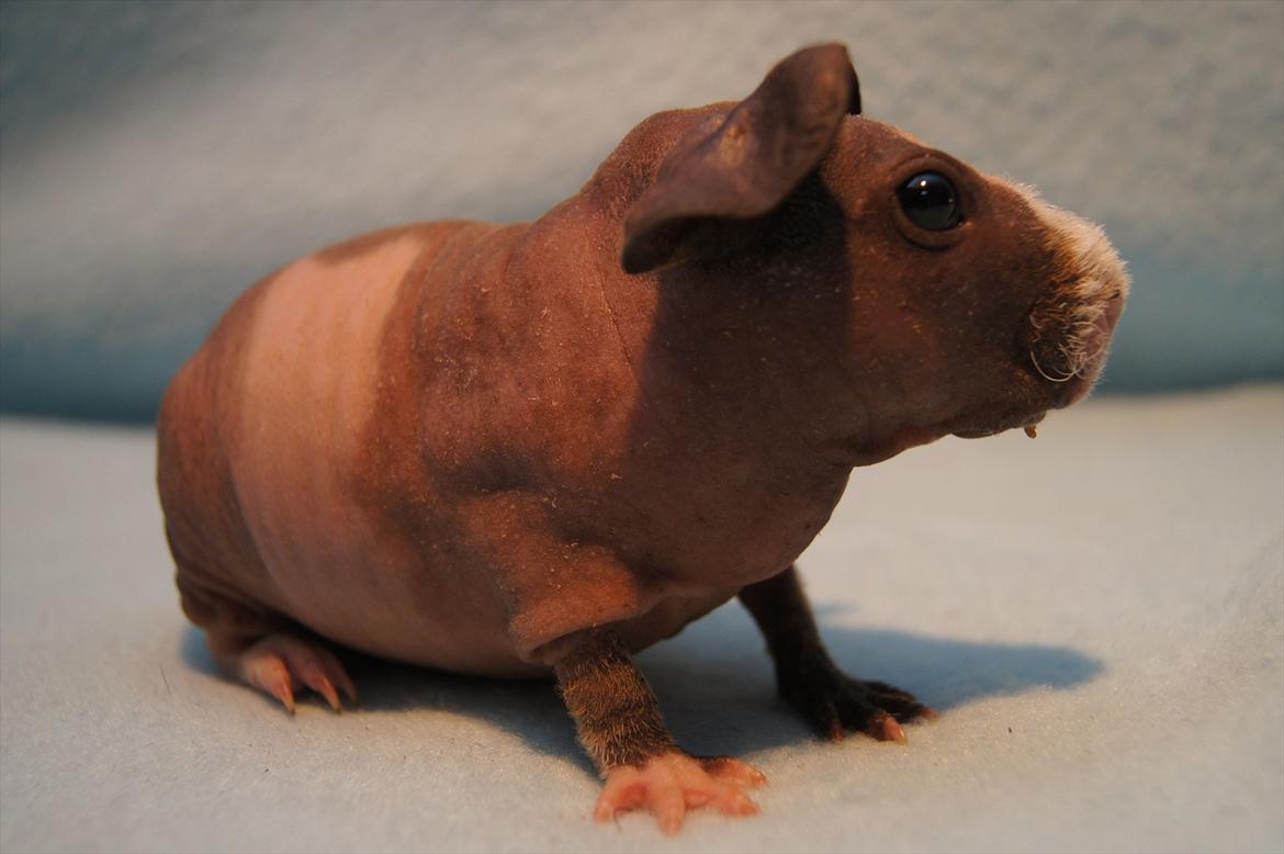 Marsvin Mamuts Hope of Life billede 6