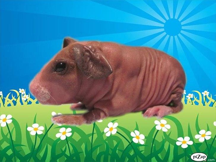 Marsvin Mamuts Hope of Life billede 7