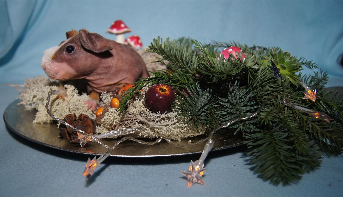 Marsvin Mamuts Hope of Life billede 8