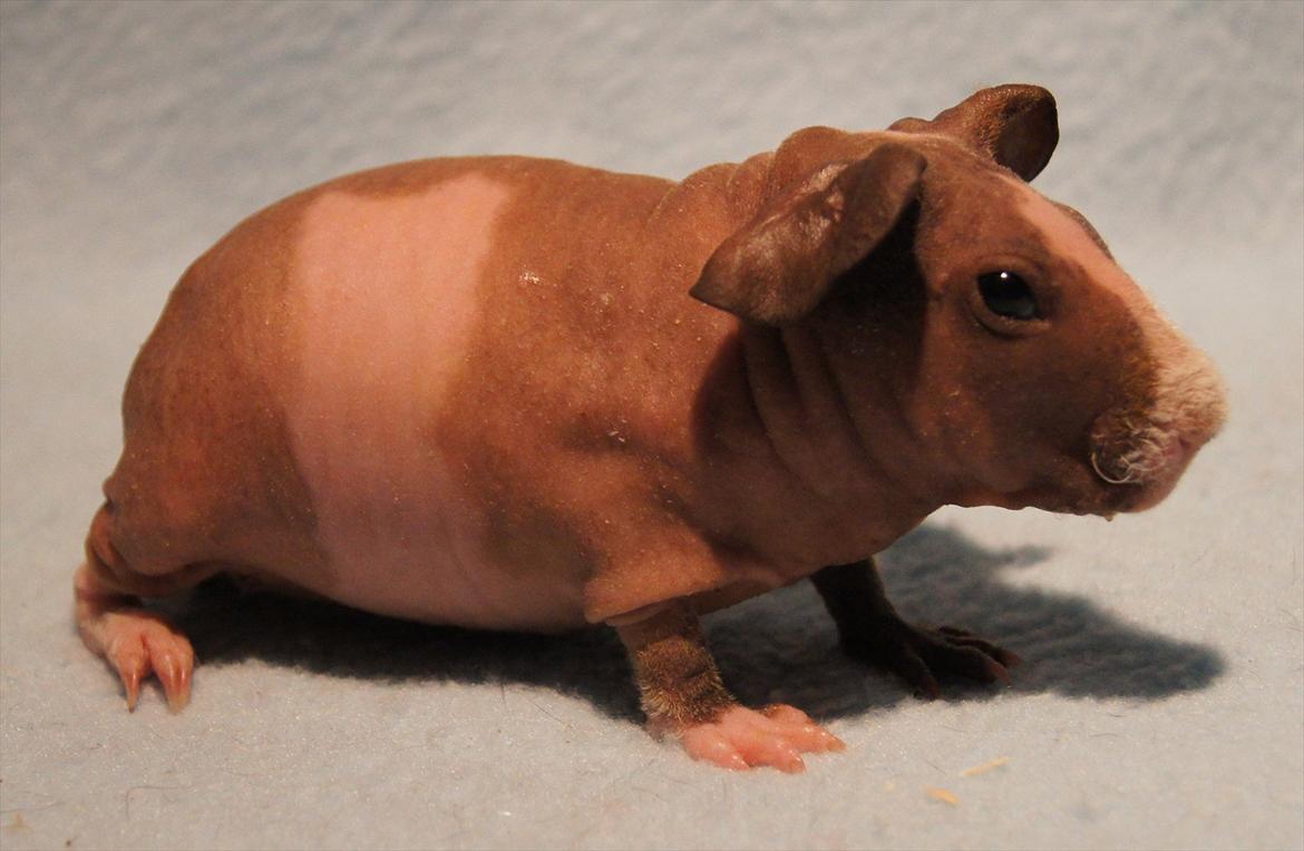 Marsvin Mamuts Hope of Life billede 9