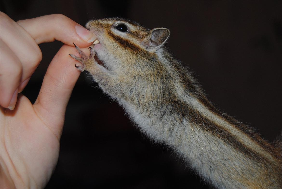 Jordegern Modjo billede 10