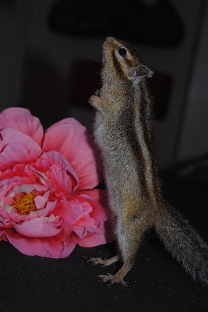 Jordegern Modjo billede 11