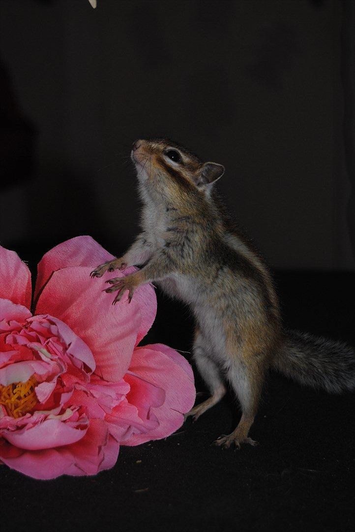 Jordegern Modjo billede 12