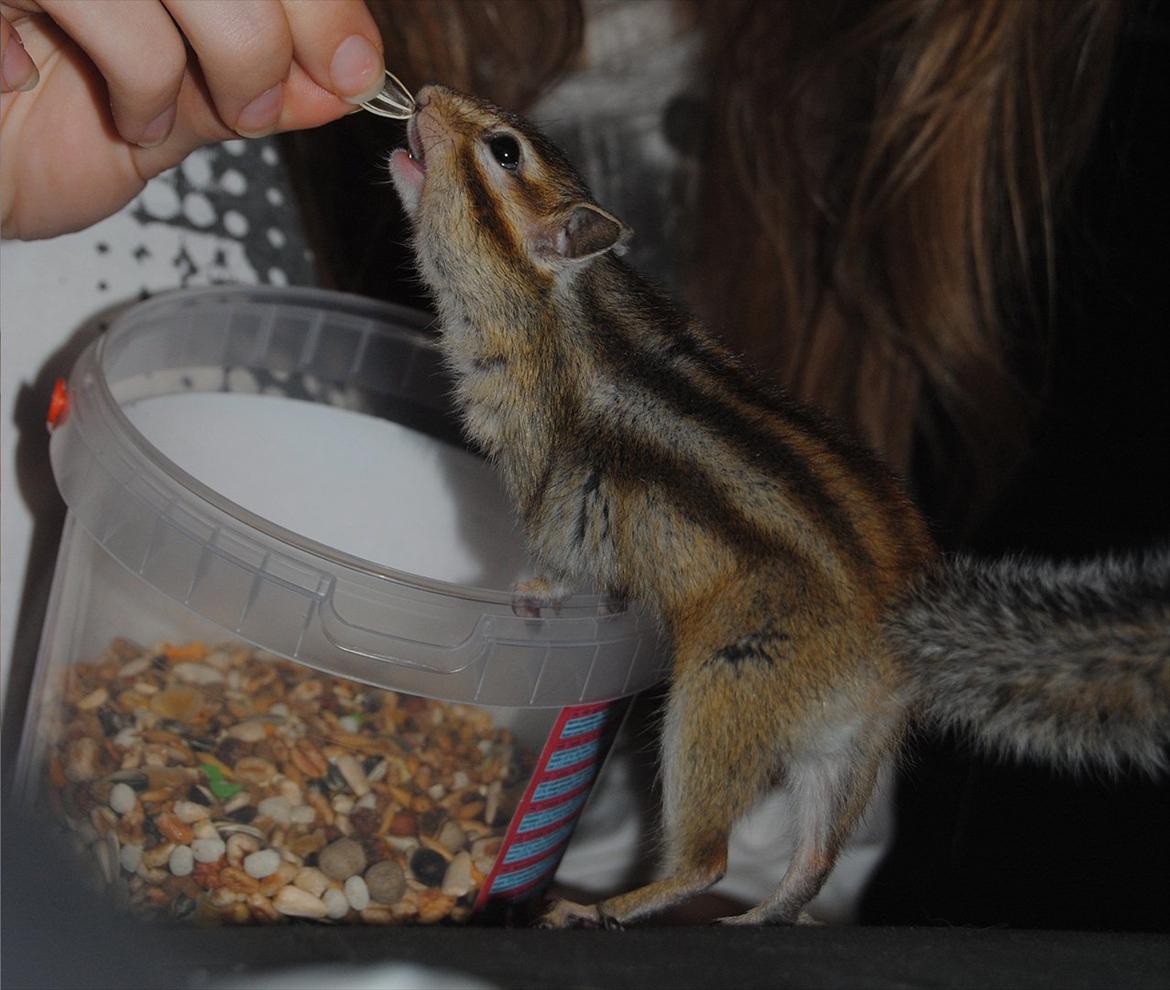 Jordegern Modjo billede 13