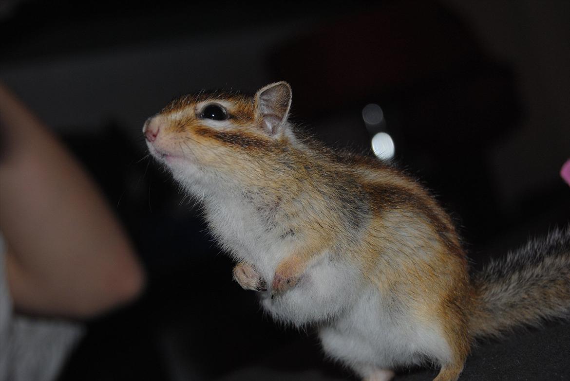 Jordegern Modjo billede 14