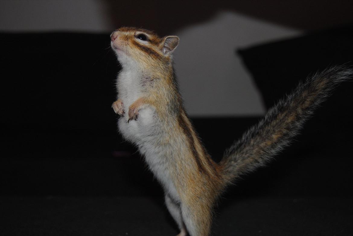 Jordegern Modjo billede 15