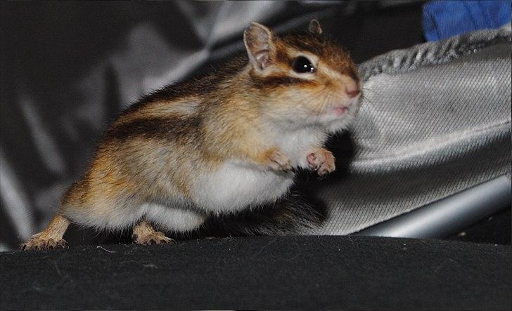 Jordegern Modjo billede 16