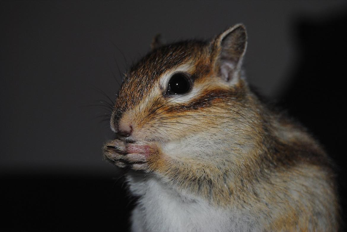 Jordegern Modjo billede 17