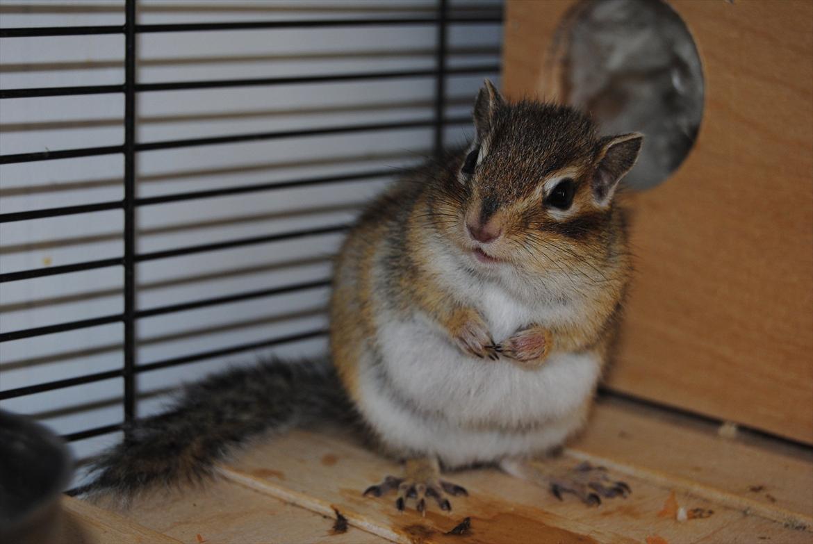 Jordegern Modjo billede 18