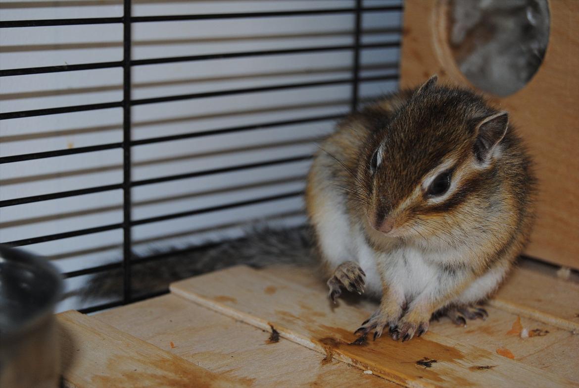 Jordegern Modjo billede 19