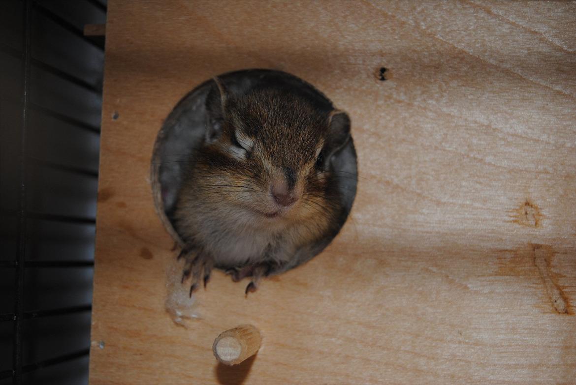 Jordegern Modjo billede 20