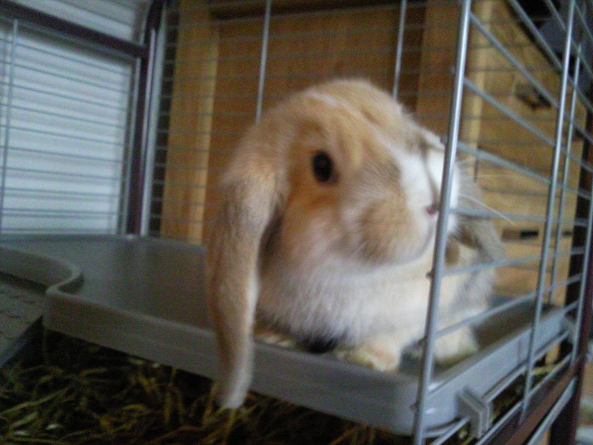 Kanin Afrodites Fonzie billede 6