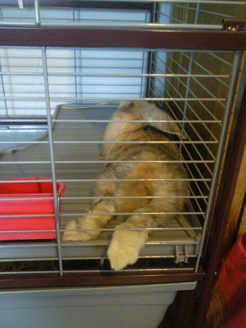 Kanin Afrodites Fonzie billede 7