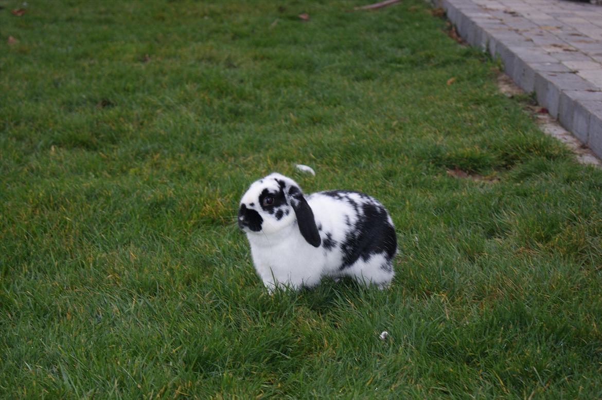 Kanin Hønsehuset's No Fear billede 5