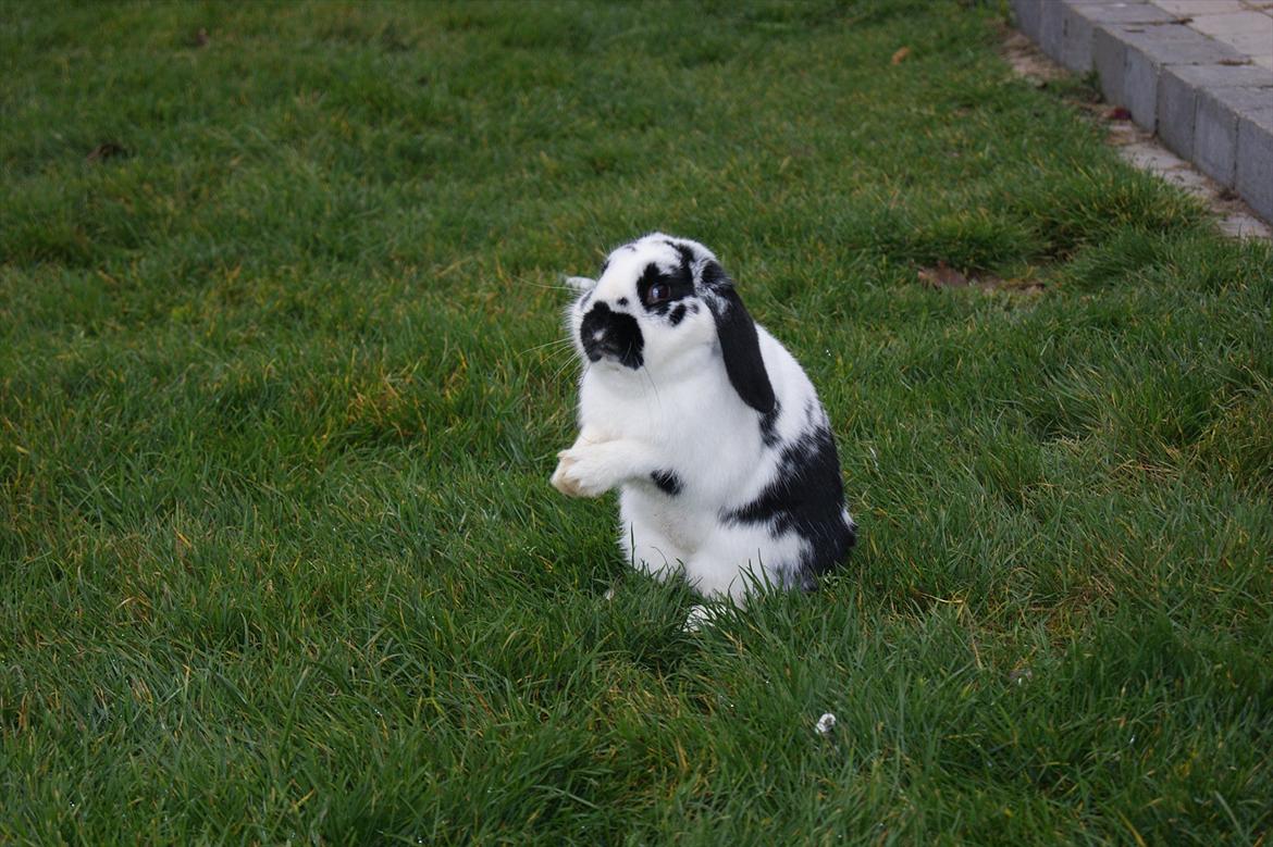 Kanin Hønsehuset's No Fear billede 6