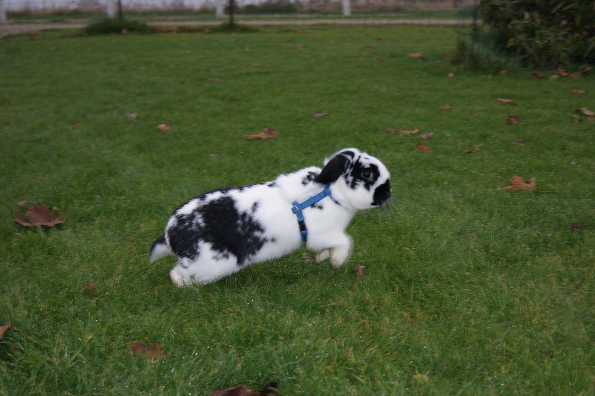 Kanin Hønsehuset's No Fear billede 7